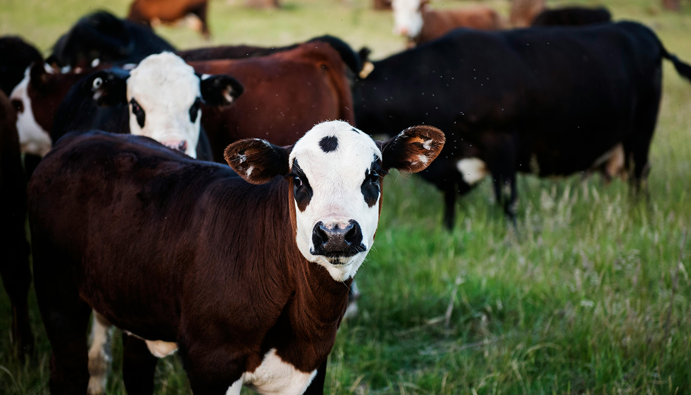 A group of cows standing in a grassy field, with one brown-and-white cow in the foreground facing the camera while others graze in the background.